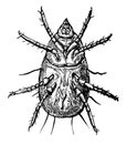 Flour Mite, vintage illustration