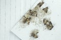 Flour moths