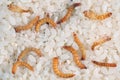 Flour worms. Meal worm as bait for fishing. Royalty Free Stock Photo