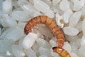 Flour worms. Meal worm as bait for fishing.