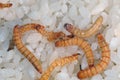 Flour worms. Meal worm as bait for fishing. Royalty Free Stock Photo