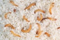 Flour worms. Rice infected flour worms Royalty Free Stock Photo