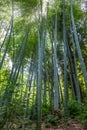 The flourish bamboo forest, Adgara, Georgia