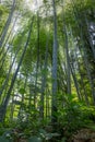 The flourish bamboo forest, Adgara, Georgia