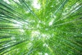 The flourish bamboo forest with glorious morning sunshine