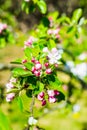 Flourish pink apple flowers on branch in park