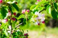 Flourish pink apple flowers on branch in park