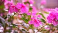 Flourish pink blossoms in the morning dew-filled in the backyard.