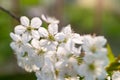 A Flourish of Spring: Cherry Blossom Bloom in Sunset's Embrace Royalty Free Stock Photo