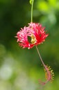 Flourished hibiscus