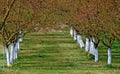 Flourishing apricot trees