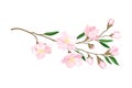 Flourishing Branch with Fragrant Tender Flowers Vector Illustration