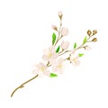 Flourishing Branch with Fragrant Tender Flowers Vector Illustration