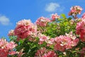 Flourishing dog rose