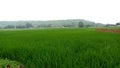 Flourishing rice crops in agricultural field.