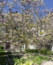 Flourishing pink Magnolia