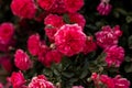 Flourishing pink rose bush, full bloom in the garden