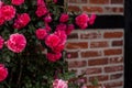 Flourishing pink rose bush, full bloom in the garden against on bricks wall