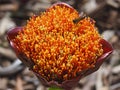 Vibrant Orange Paintbrush Lily in Thriving Growth.