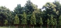 Flourishing Teak tree Tectona grandis in garden.