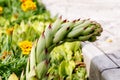 A flover of molodilo or a stone rose in people is called hare cabbage. Succulent cactus. A flower that looks like a penis