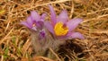 Flover Pulsatilla slavica in protected national park