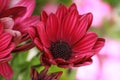 Flover red color kwiat czerwony kolor macro