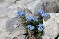 Flovers and rocks (myosotis alpestris)