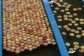Flow of Apples Through Water in Apple Flumes in Fruit Packing Warehouse
