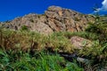 Flow of a mountain stream of river among the leaves of reeds with stones at the foot of the rock.