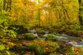 Flow of Oirase River in autumn season with the colorful falling leaves on the green mossy rocks