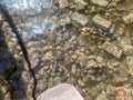 The flow of river water is calm and clear, with large and small rocks reflecting the sun.