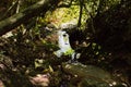 Flow of the small river in the forest