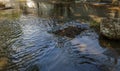 Flow of water during heavy rain and clogging of street sewage. The flow of water during a strong hurricane in storm sewers. Sewage