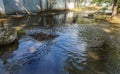 Flow of water during heavy rain and clogging of street sewage. The flow of water during a strong hurricane in storm sewers. Sewage