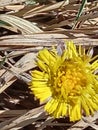 Flowar in spring, yellow dandelion in dry glass