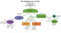 Flowchart depicting a hierarchical classification of five kingdoms of life with creative Royalty Free Stock Photo