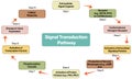 Flowchart of Signal Transduction Pathway on White Background for Cellular Signaling and Research. Royalty Free Stock Photo