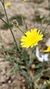 Flowe of desert Royalty Free Stock Photo