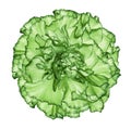 Flowe green carnation on a white isolated background with clipping path. Closeup. No shadows. For design.