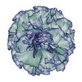 Flowe turquoise-violet carnation on a white isolated background with clipping path. Closeup. No shadows. For design.