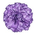 Flowe violet carnation on a white isolated background with clipping path. Closeup. No shadows. For design.