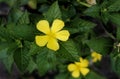 Flowe yellow Turnera saburata sm.