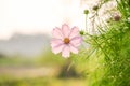 Flower on bluer background green leafs Royalty Free Stock Photo