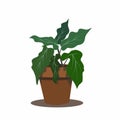 Flower pot with tropical leaves