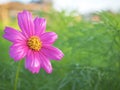 Close-up beautiful purple pink cosmos flower, green background Royalty Free Stock Photo