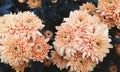 Flower chrysanthemum 1 Royalty Free Stock Photo