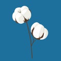 white flower coton on blue background