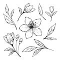 Vector, black and white drawing of spring, blooming almond flower, sakura, bud and twigs with leaves.