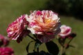 Flower of an Abracadabra rose Royalty Free Stock Photo